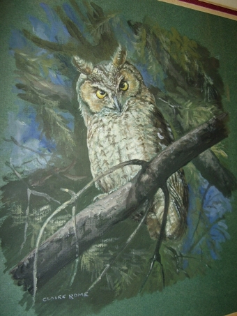 Antique PASTEL WATERCOLOUR & GOUACHE OF A YOUNG TAWNY OWL PERCHED ON A BRANCH