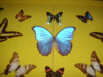 Antique RARE BUTTERFLY COLLECTION IN CUSTOM CASE 