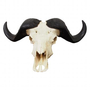 Cape Buffalo Skull