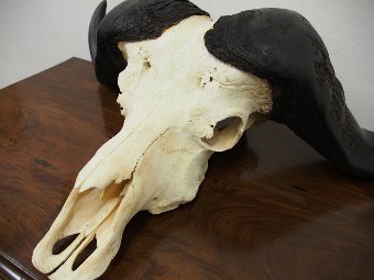 Antique Cape Buffalo Skull