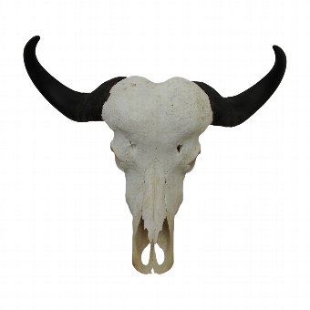 Water Buffalo Skull and Horns