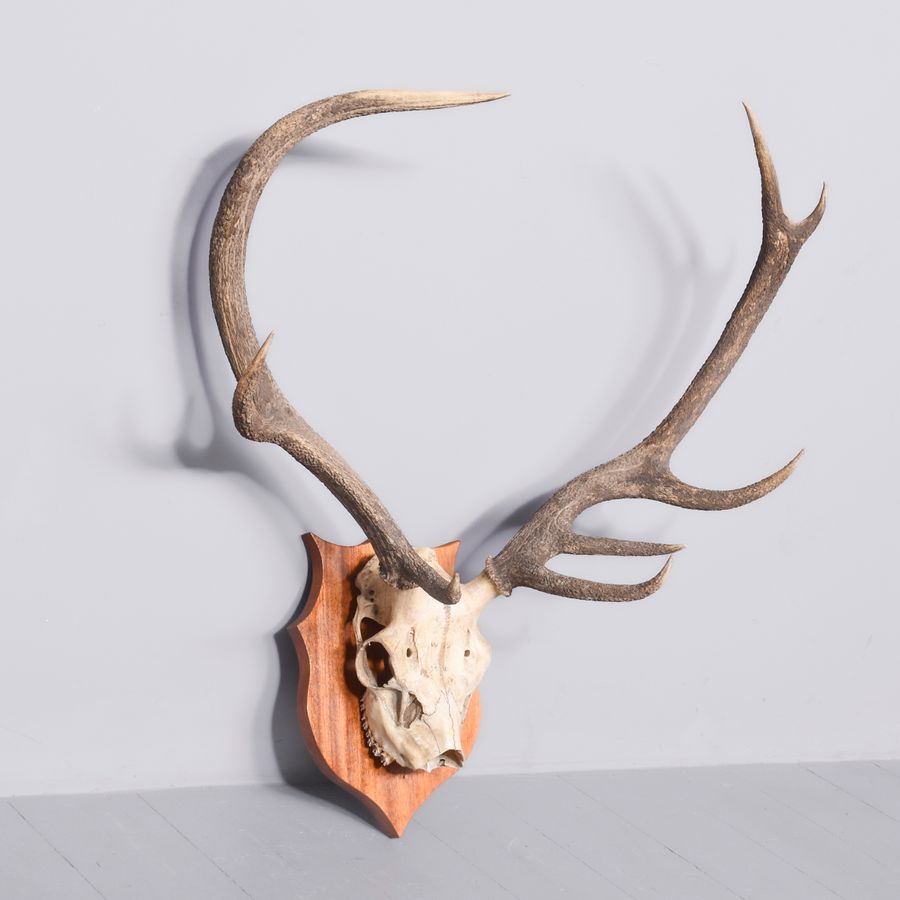 Antique Mounted Red Deer Stag 8-Point Antlers on a Heraldic Mahogany Shield