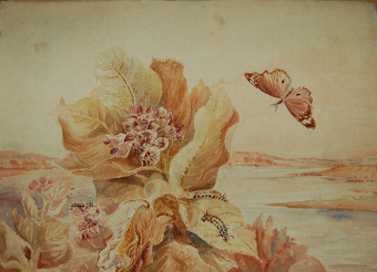 A Flowering plant and butterfly and insects with a river beyond