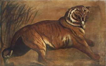 A prowling Tiger