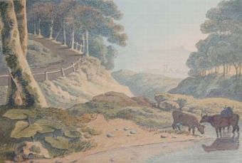 Cattle watering at a wooded stream