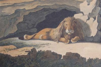 Lion outide his den