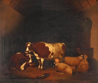 Norwegian Red Cattle and Hampshire Down sheep in a farm barn