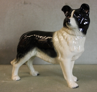 large Black and White Border Collie Dog