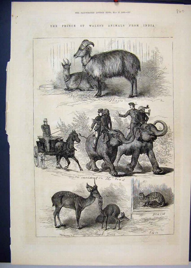 Print 1876 Prince Wales Animals India Deer Wild Ca