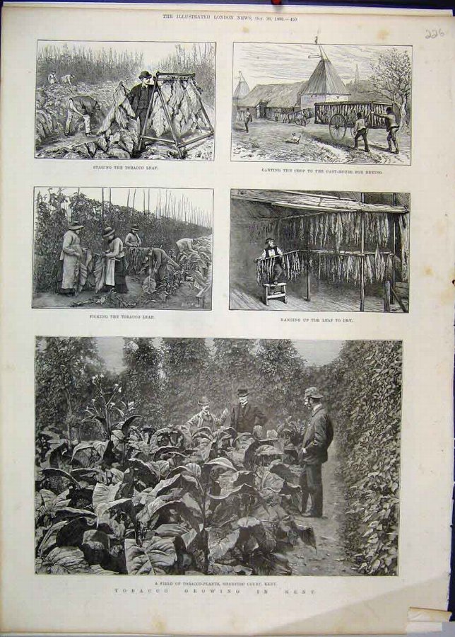 Print 1886 Tobacco Growing Kent Plants Sharsted Co