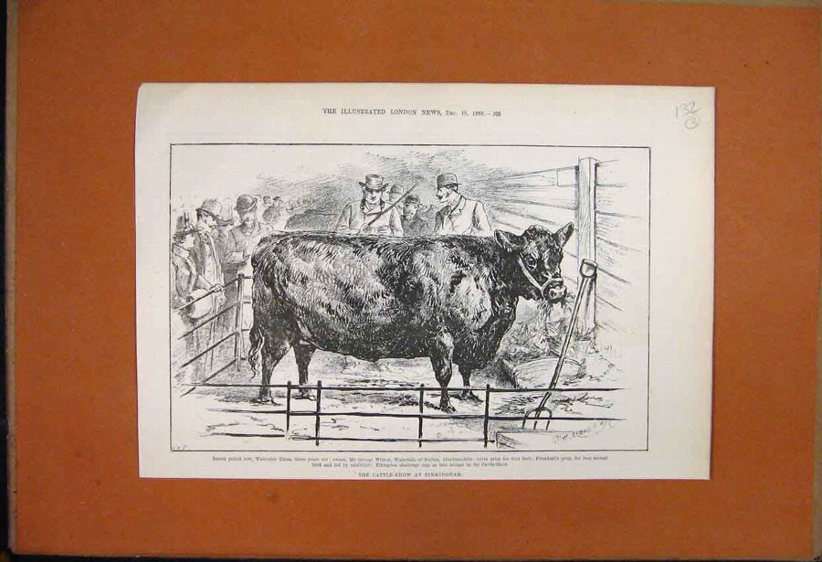 Print 1888 Cattle Show Scotch Polled Cow Wilken Wa