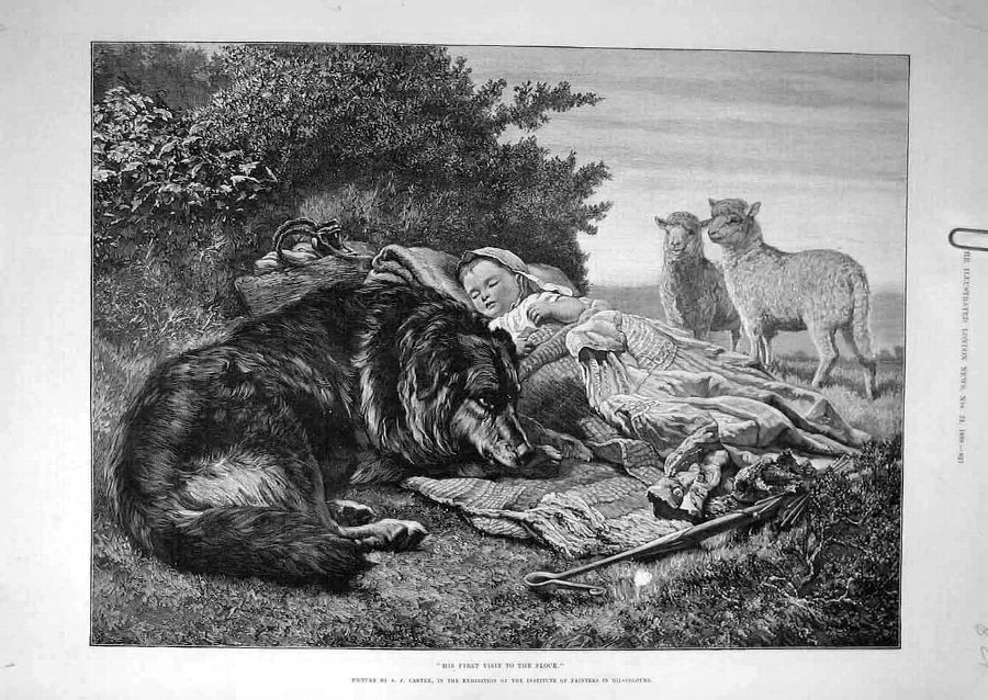 Print 1888 Flock Baby Dog Sheep Carter Field Sheph