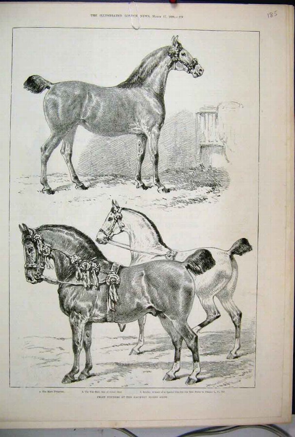 Print 1888 Prize Winners Hackney Horse Show Primro