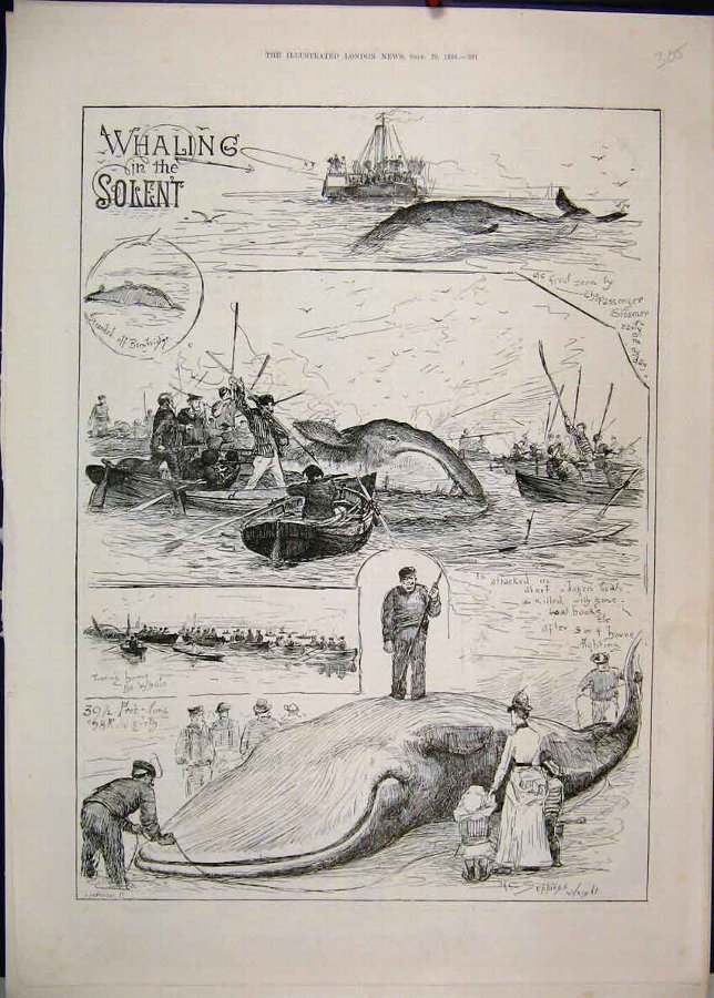 Print 1888 Whaling Solent Boats Men Spears 05MAR1