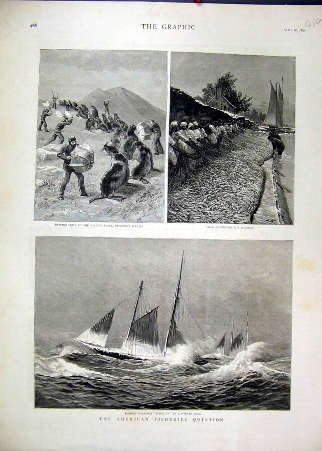 Print 1890 Driving Seals Behring Strait Shad Fishi