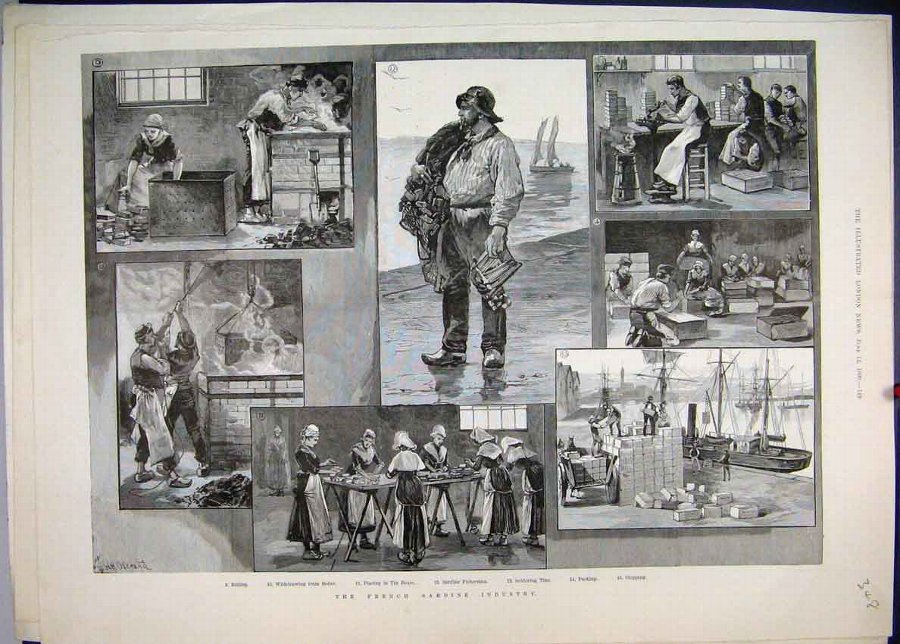 Print 1890 French Sardine Industry Fisherman Work