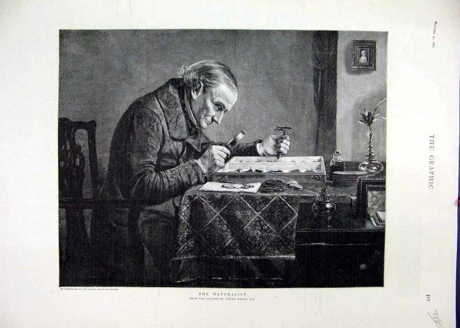 Print 1891 Naturalist Man Glass Butterflies Stacey