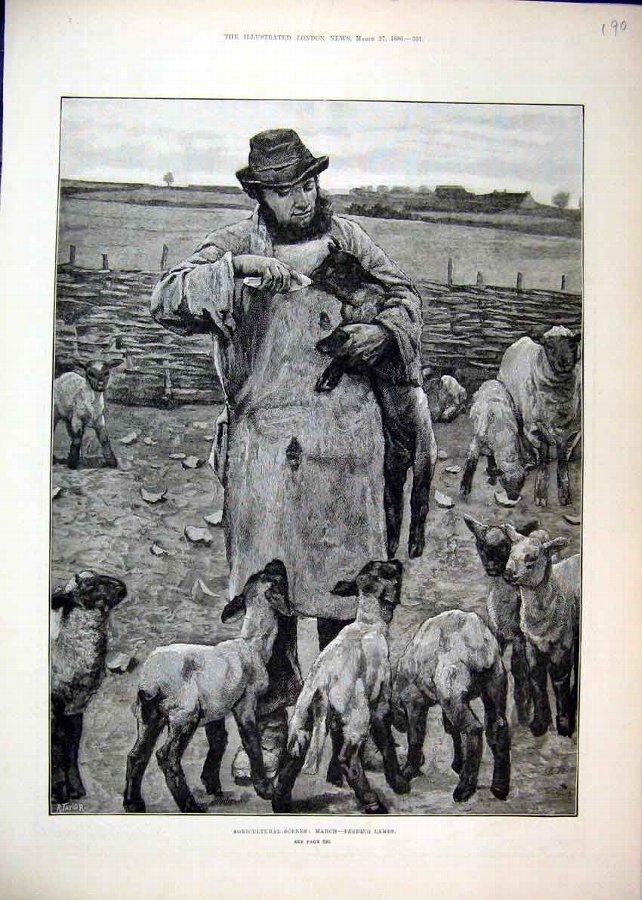Print Agricultural Scenes 1886 March Farmer Feedin