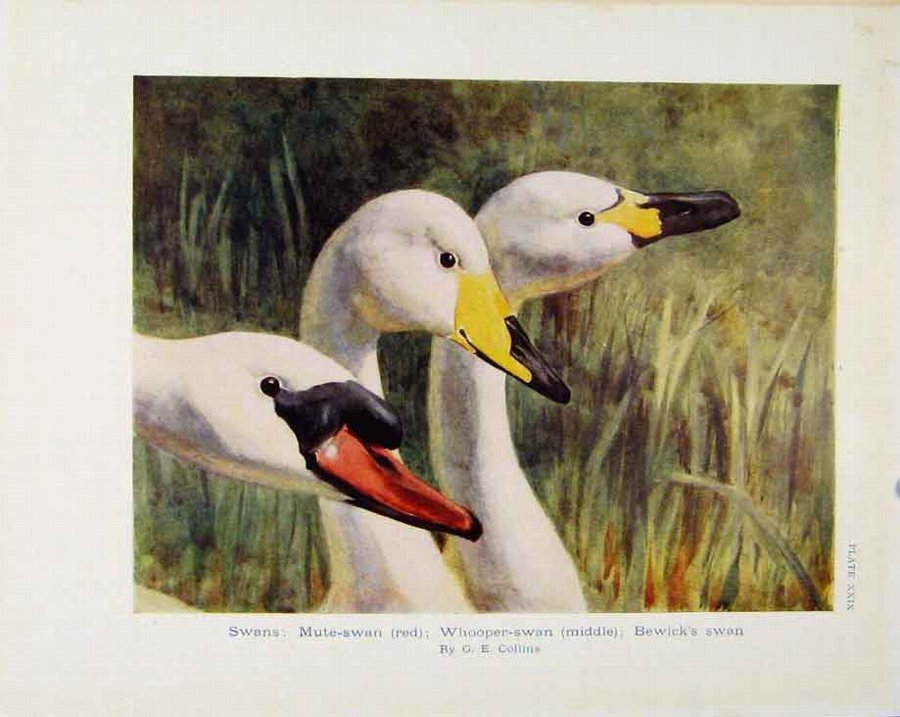 Print Sporting Birds Swans Whooper Swan Black Swan