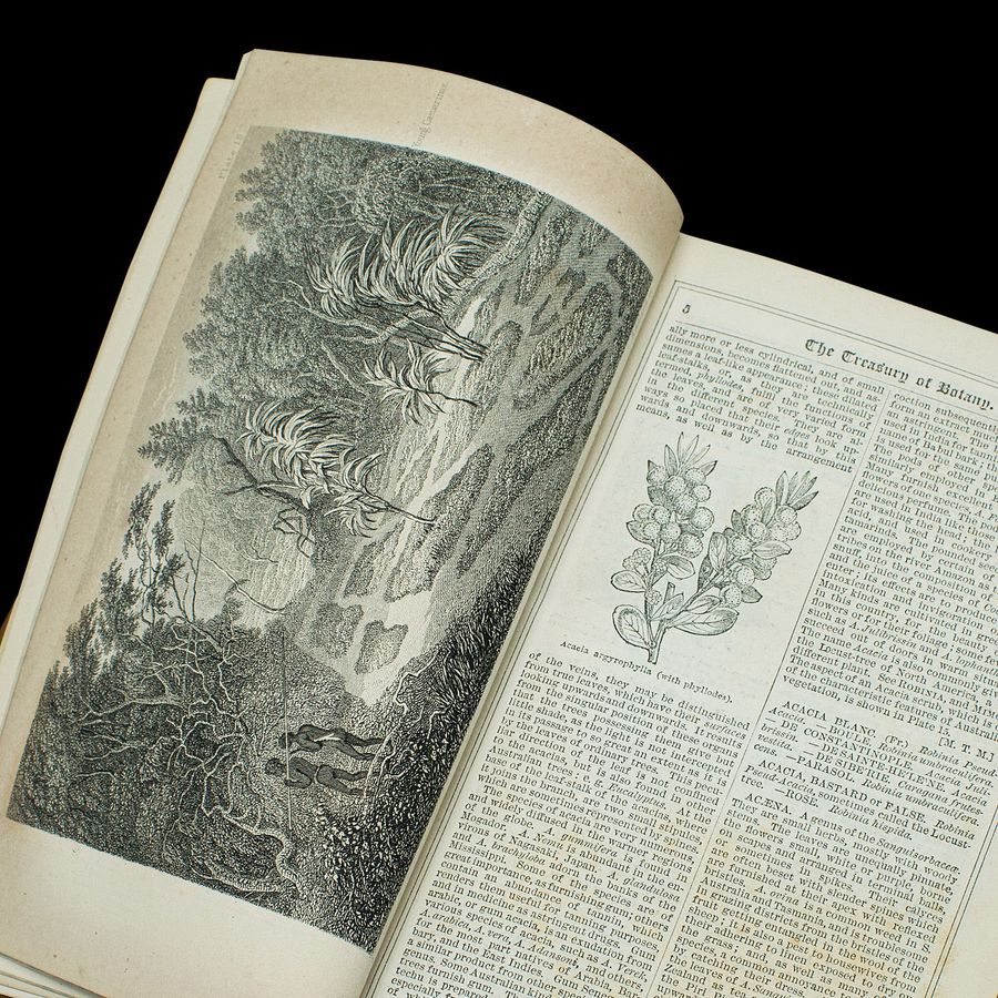 Antique Antique Treasury Of Botany, Vol 1&2, English Language, Reference Book, Victorian
