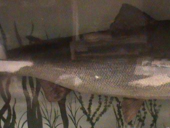 Antique Salmon taxidermy, Victorian
