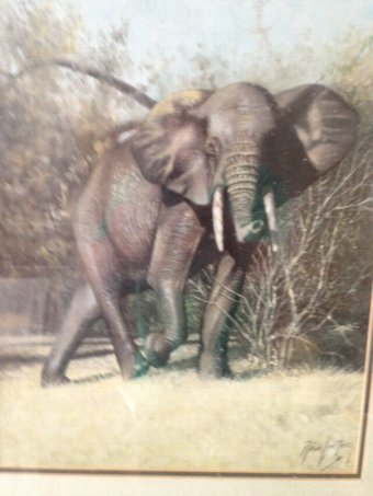 Antique A magnificent 20th century oil on board by artist Nico Joetrzee of an inquisitive bull elephant .