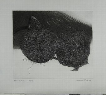 ONIONS. ETCHING BY SARA PHIPPS 1977