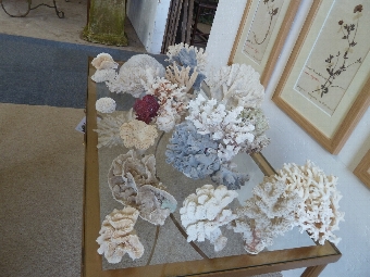 Antique Collection of Coral