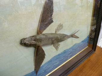 Antique Flying Fish