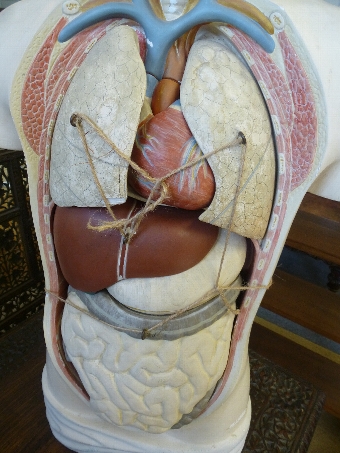 Antique Anatomical Model