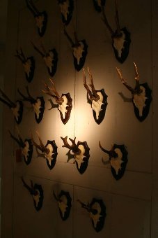 A set of 21 C20th mounted Roe deer antlers