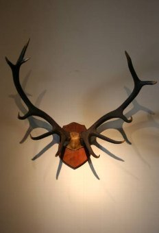 An antique set of mounted antlers