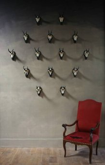 A collection of chamois horn trophies