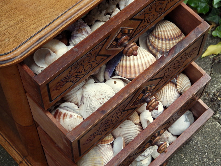 Antique ANTIQUE Late 19th Century Satin Walnut COLLECTORS CABINET OF SHELLS