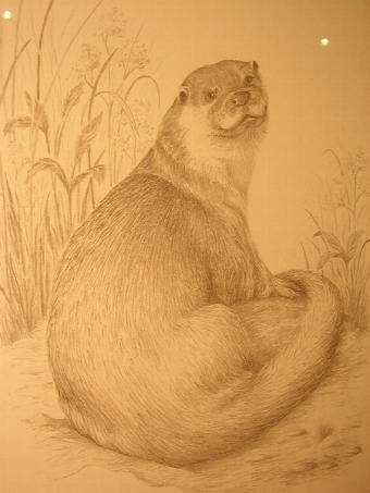 Antique PRINT OF AN OTTA FROM ORIGINAL PENCIL DRAWING BY C.VARLEY 13 INCHES X 17 INCHES