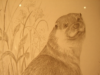 Antique PRINT OF AN OTTA FROM ORIGINAL PENCIL DRAWING BY C.VARLEY 13 INCHES X 17 INCHES