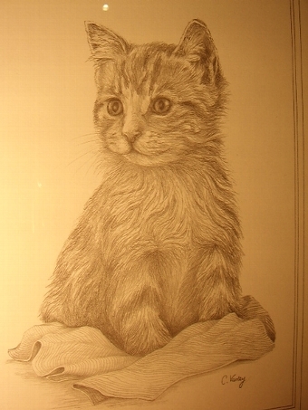 Antique PRINT OF A CAT FROM ORIGINAL PENCIL DRAWING BY C.VARLEY 13 INCHES X 17 INCHES