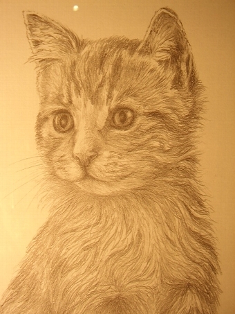 Antique PRINT OF A CAT FROM ORIGINAL PENCIL DRAWING BY C.VARLEY 13 INCHES X 17 INCHES