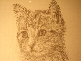 Antique PRINT OF A CAT FROM ORIGINAL PENCIL DRAWING BY C.VARLEY 13 INCHES X 17 INCHES