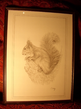 PRINT OF A SQUIRREL FROM ORIGINAL PENCIL DRAWING BY C.VARLEY 13 INCHES X 17 INCHES