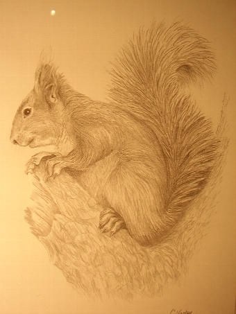 Antique PRINT OF A SQUIRREL FROM ORIGINAL PENCIL DRAWING BY C.VARLEY 13 INCHES X 17 INCHES