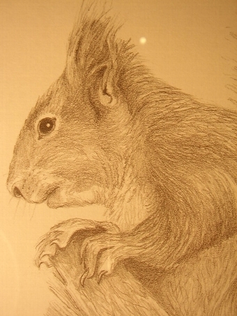 Antique PRINT OF A SQUIRREL FROM ORIGINAL PENCIL DRAWING BY C.VARLEY 13 INCHES X 17 INCHES