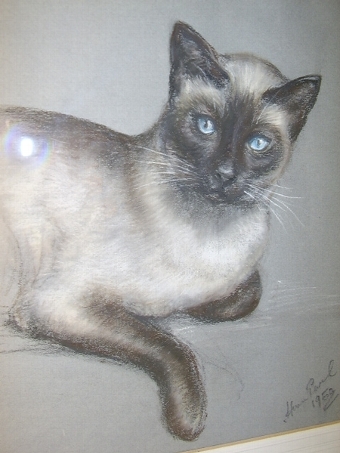 Antique PROFESSIONAL PASTEL & GAUCH DRAWING OF A SIAMESE CAT  19 X 21 INCHES
