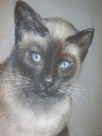 Antique PROFESSIONAL PASTEL & GAUCH DRAWING OF A SIAMESE CAT  19 X 21 INCHES