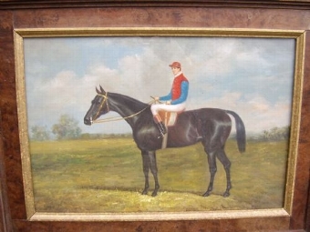 Antique SPORTING OIL ON CANVAS OF MOUNTED JOCKEY IN RACING COLOURS & PRESENTED IN BURR-WALNUT FRAME UNDER GLASS 20.5 X 15.5 INCHES