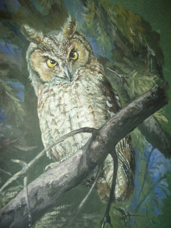 PASTEL WATERCOLOUR & GOUACHE OF A YOUNG TAWNY OWL PERCHED ON A BRANCH