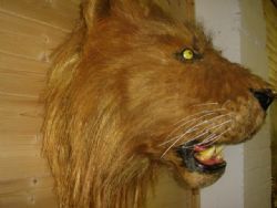 Antique OLD LIONS HEAD MADE FOR FILM SET 