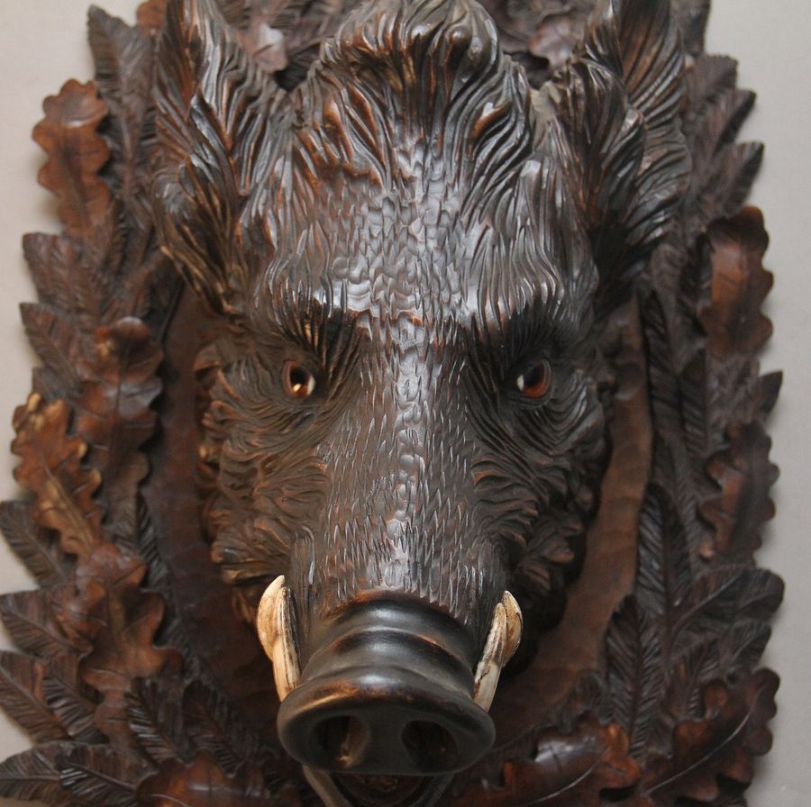 Antique Early 20th Century black forest wild boars head