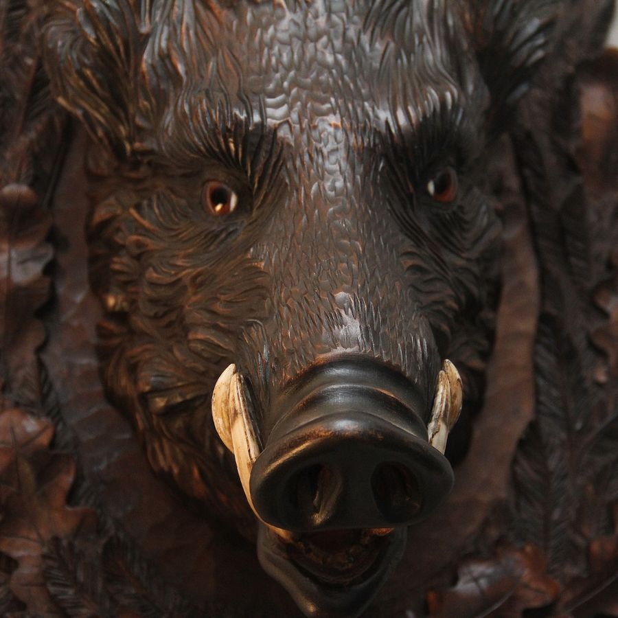 Antique Early 20th Century black forest wild boars head