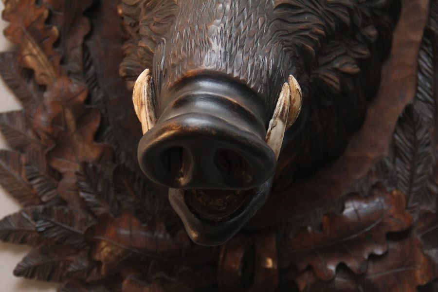 Antique Early 20th Century black forest wild boars head